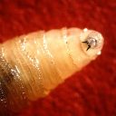 Screwworm National Emergency declared by...?